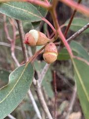 Eucalyptus cosmophylla