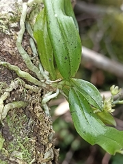 Drymoanthus flavus