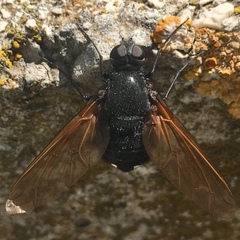 Satyramoeba hetrusca
