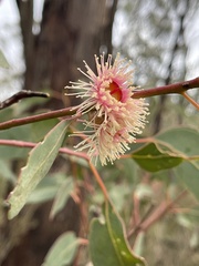 Eucalyptus cosmophylla