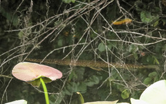 Lepisosteus platyrhincus