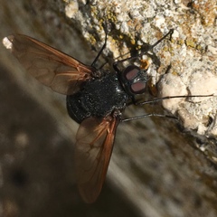 Satyramoeba hetrusca