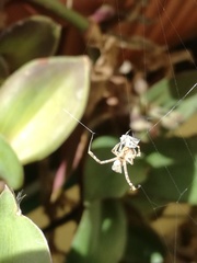 Uloborus walckenaerius