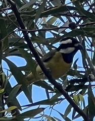 Falcunculus frontatus