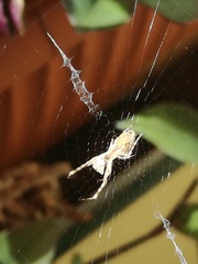 Uloborus walckenaerius