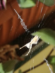 Uloborus walckenaerius