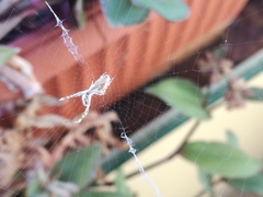 Uloborus walckenaerius