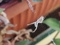 Uloborus walckenaerius