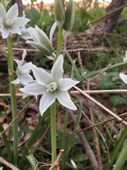 Ornithogalum nutans