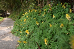 Corydalis