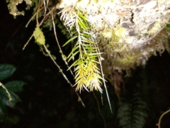 Phlegmariurus