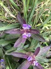 Ajuga australis
