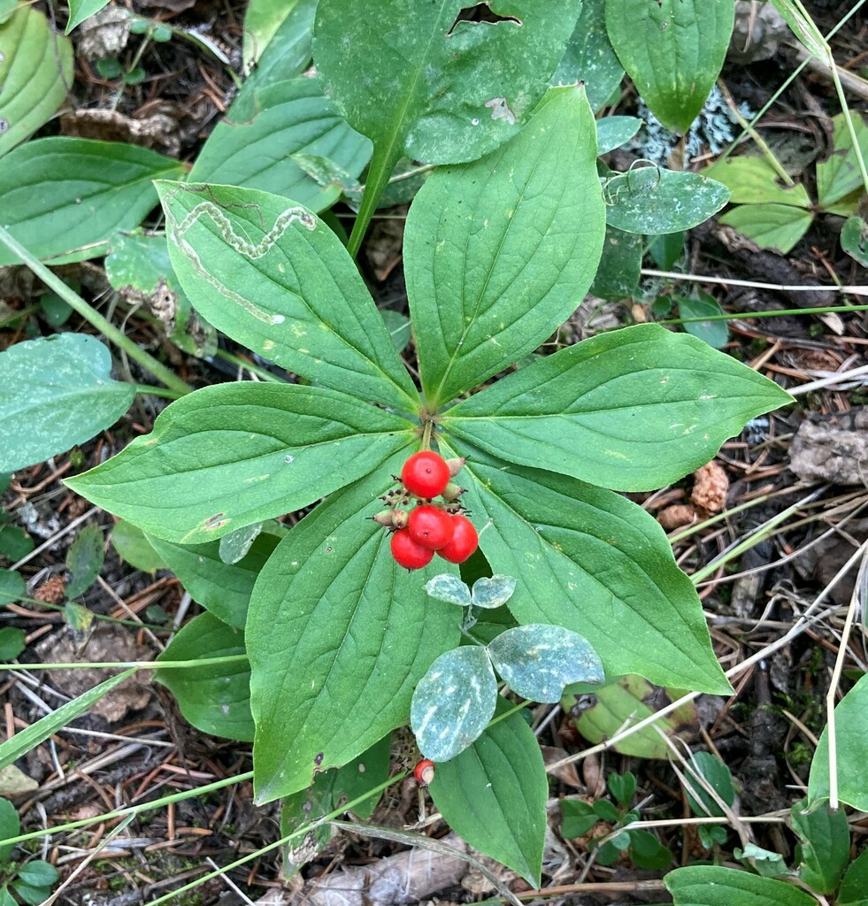 Phytomyza agromyzina from Pincher Creek No. 9, AB, Canada on September