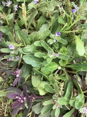 Ajuga australis