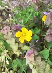 Oxalis grandis