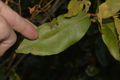 Backhousia leptopetala