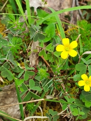 Oxalis perennans