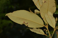 Backhousia leptopetala