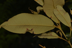 Backhousia leptopetala