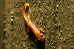 Ensatina eschscholtzii