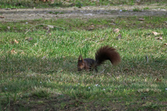 Sciurus vulgaris