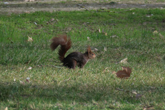 Sciurus vulgaris