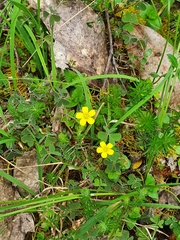 Oxalis perennans