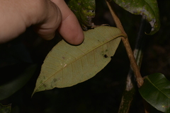 Backhousia leptopetala