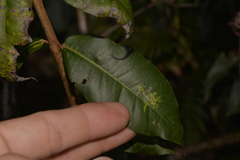 Backhousia leptopetala
