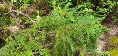 Libocedrus plumosa