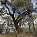 Eucalyptus baxteri - Photo (c) ozzielabrat, algunos derechos reservados (CC BY-NC), subido por ozzielabrat