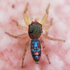 Salticidae