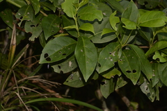 Cyclophyllum longipetalum