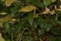 Backhousia leptopetala