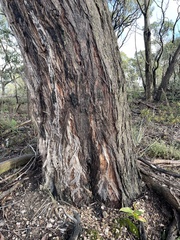 Eucalyptus baxteri
