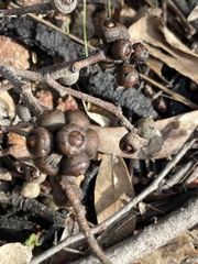 Eucalyptus baxteri
