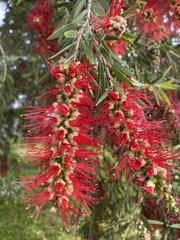 Melaleuca viminalis