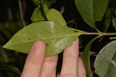 Cyclophyllum longipetalum
