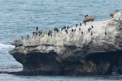 Phalacrocorax fuscescens