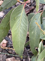 Eucalyptus baxteri