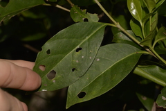 Cyclophyllum longipetalum