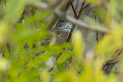 Pachycephala olivacea