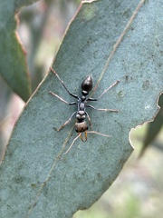 Myrmecia pilosula