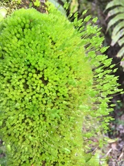 Leptostomum macrocarpum