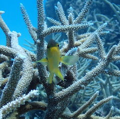 Pomacentrus amboinensis