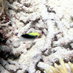 Chrysiptera rollandi