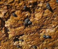 Echinolittorina aspera