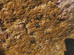 Echinolittorina aspera