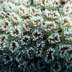 Galaxea fascicularis