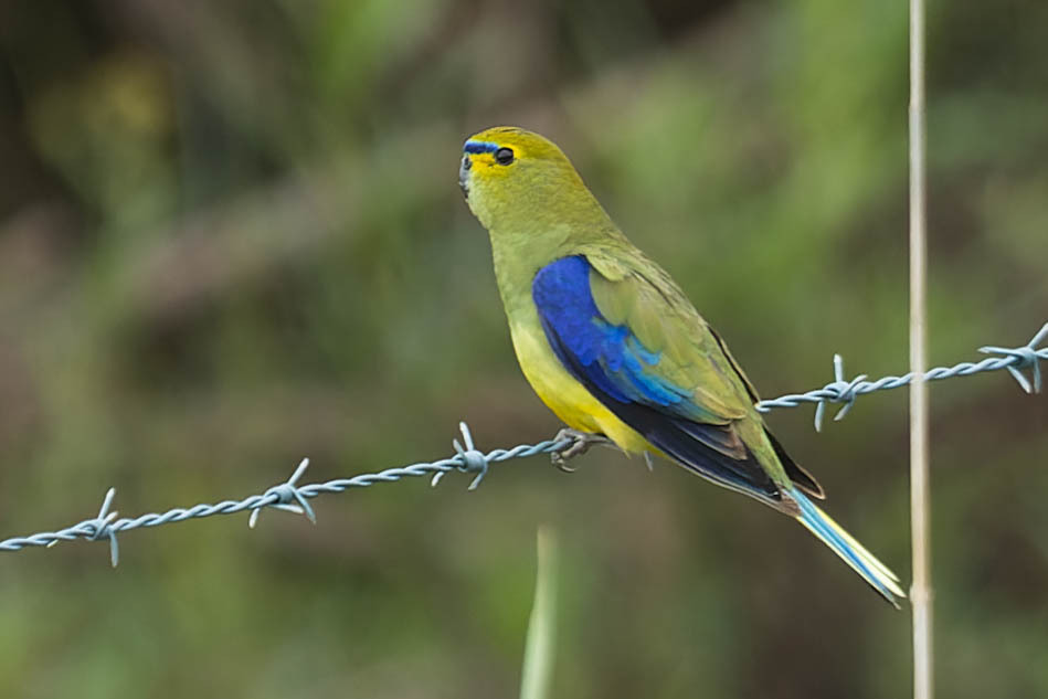 Blue-Winged Parrot